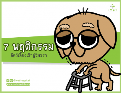 สัตว์เลี้ยงก็เหมือนกันกับคนค่ะ เมื่ออายุเริ่มเยอะแล้วร่างกายก็เริ่มเสื่อมไปตามสภาพ 